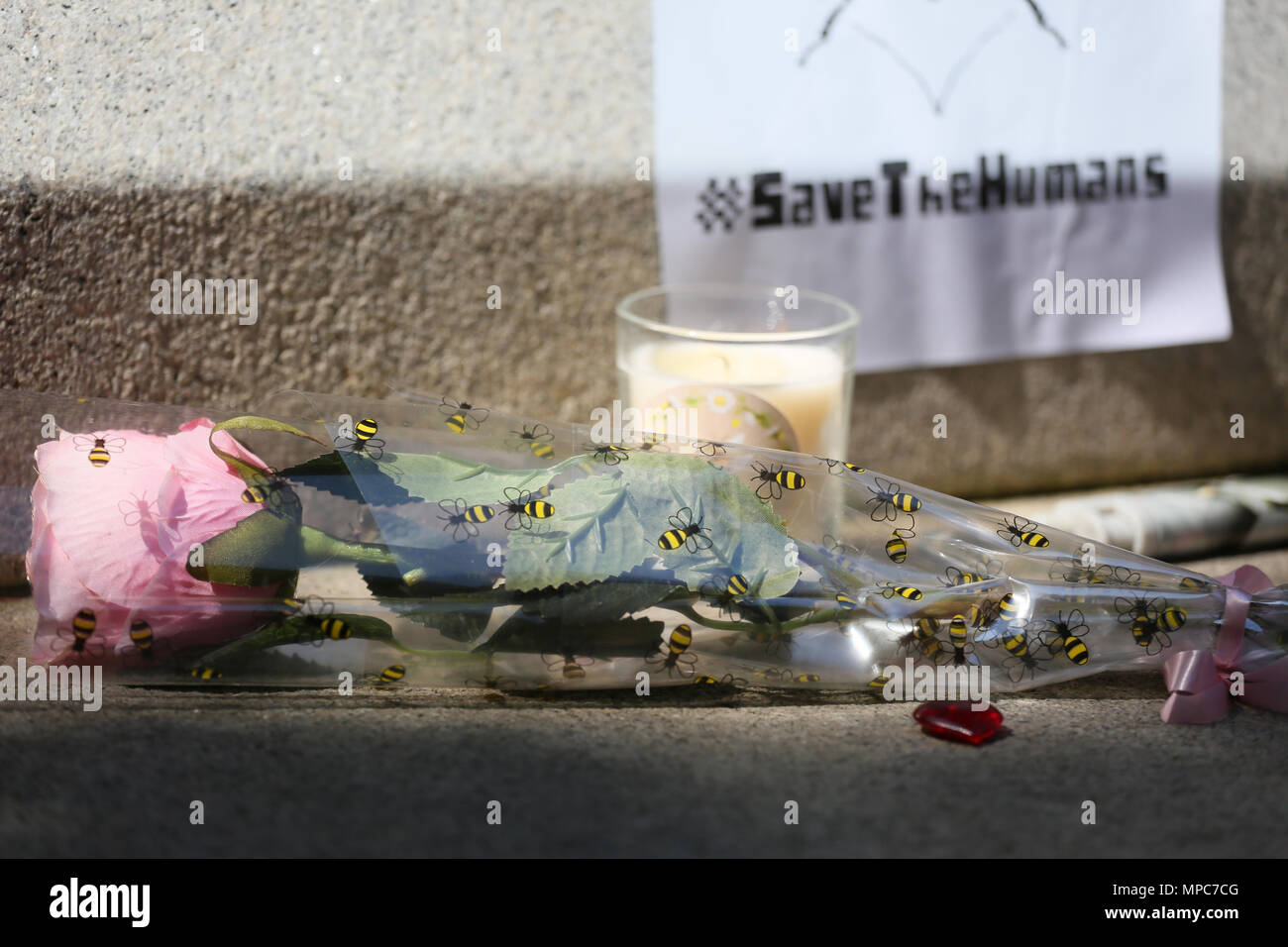 Manchester, Großbritannien. 22. Mai 2018. Eine Rose in Papier mit Bienen auf"Manchester zusammen." Auf der ersten Gedenkstätte der Arena Bombe, Manchester, 22. Mai 2018 (C) Barbara Cook/Alamy Live-Nachrichten verpackt Stockfoto