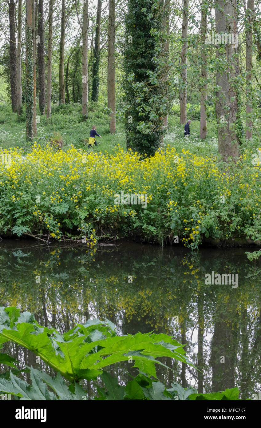 Lagan Towpath, Belfast, Nordirland. 22 Mai 2018. Wetter in Großbritannien – nach einem grauen Morgen und frühen Nachmittag brach die Sonne schließlich durch die Wolken, um den Tag hell zu beenden. Ein Mann und eine Frau gehen durch die Bäume und die Vegetation der Lagan Meadows. Kredit: David Hunter/Alamy Live Nachrichten. Stockfoto