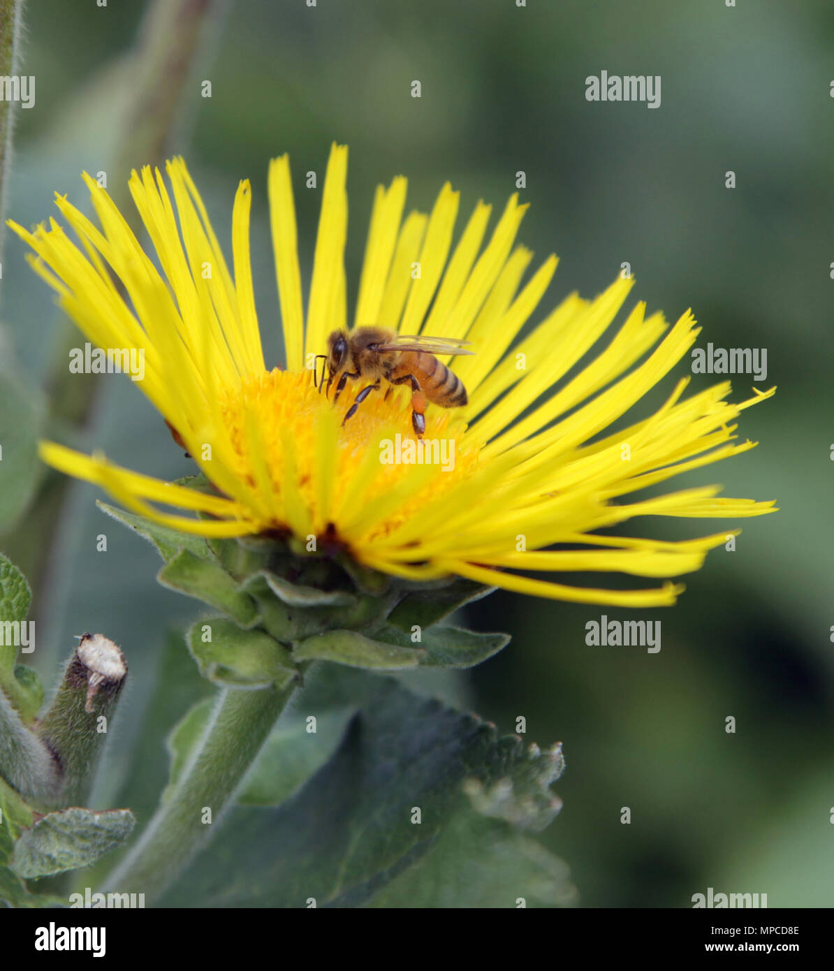 Biene auf einer gelben Blume Stockfoto