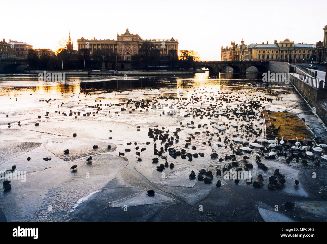 WINTER Vögel auf dem Eis unter dem schwedischen Parlament Gebäude Stockfoto