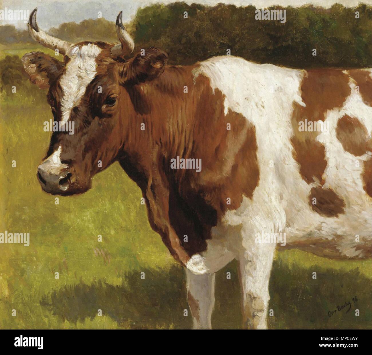 Bache Otto - die Kuh Stockfoto