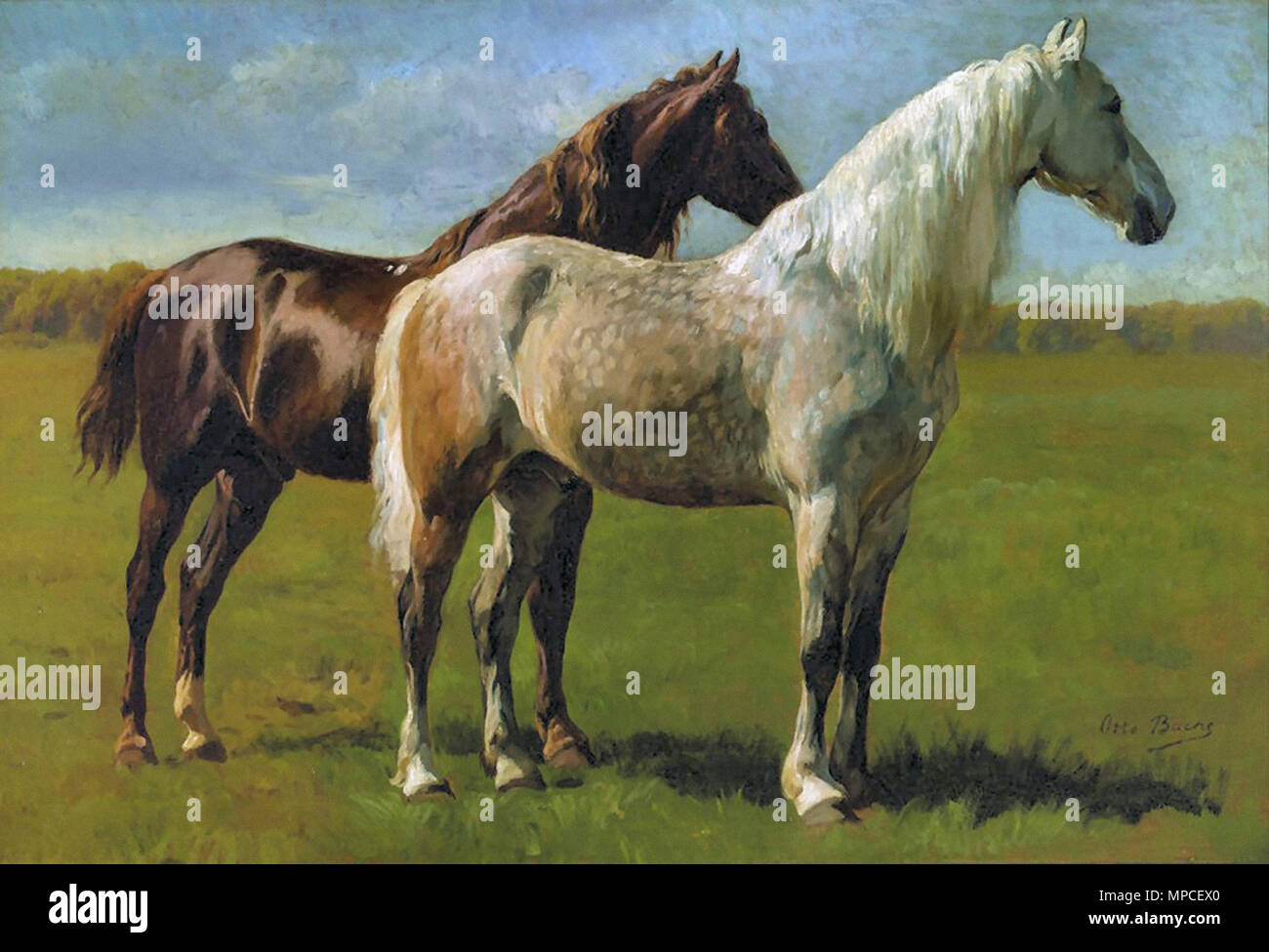 Bache Otto - zwei Pferde auf einem Feld Stockfoto