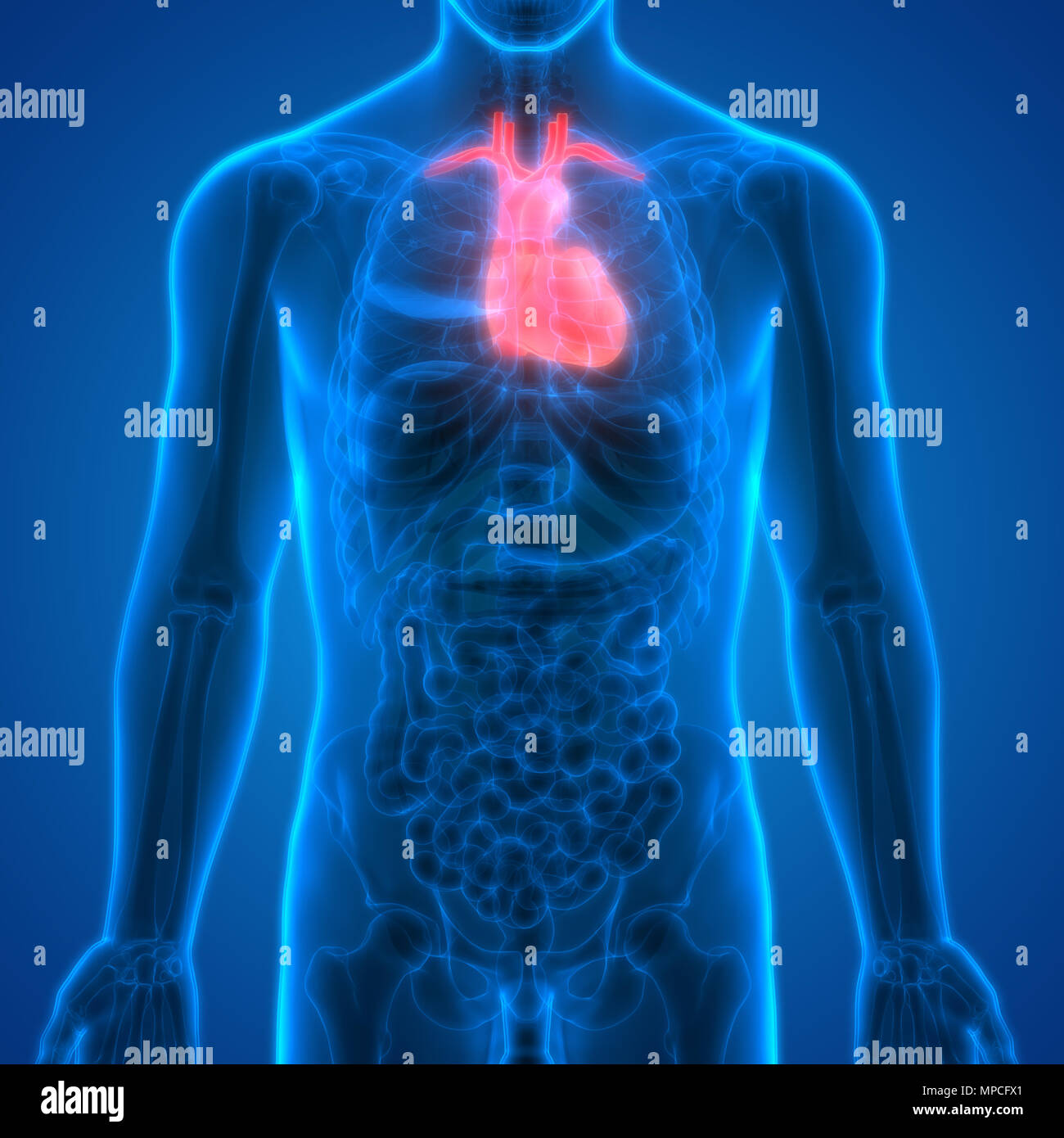 Menschliche Anatomie Organe Herz