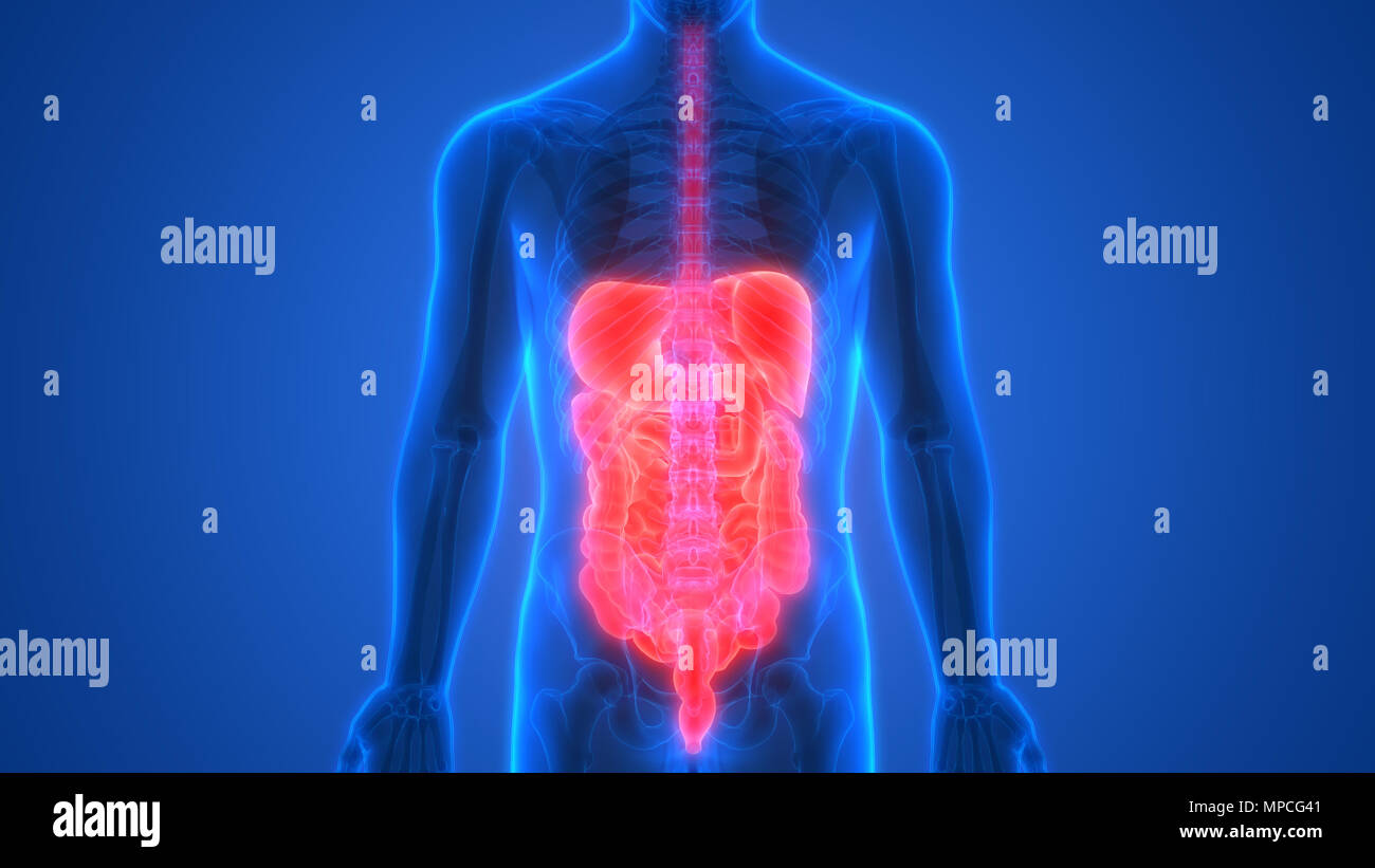 Anatomie der menschlichen Verdauungssystem Stockfoto