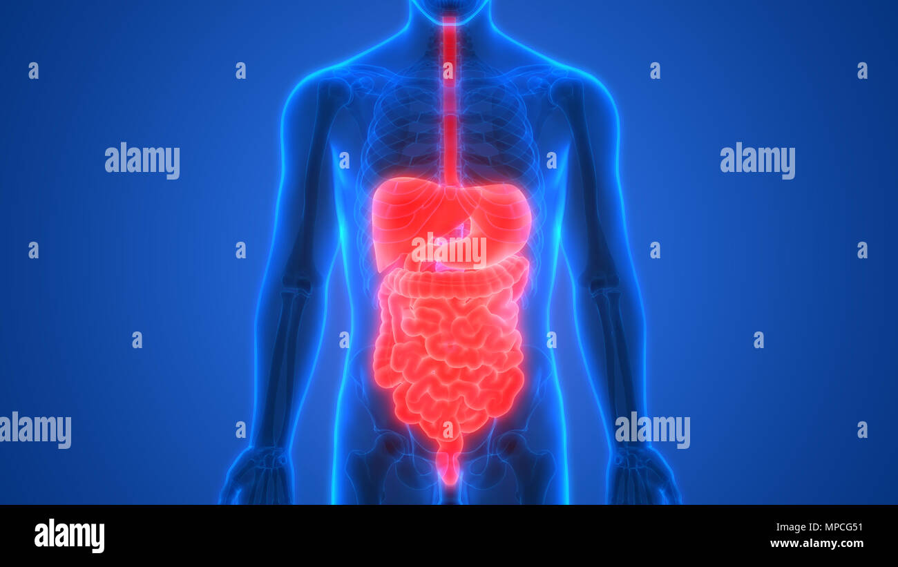 Anatomie der menschlichen Verdauungssystem Stockfoto