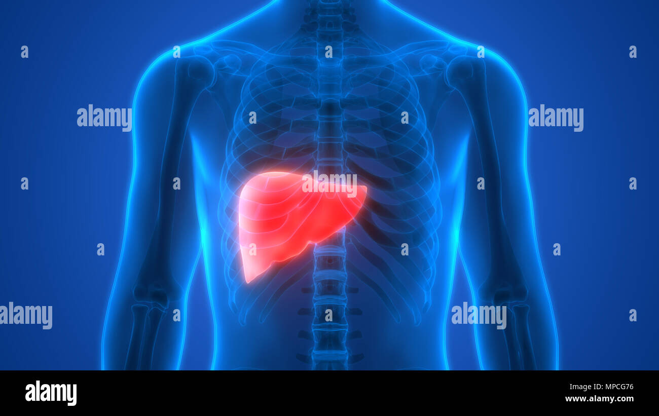 Menschliche Verdauungssystem Leber Anatomie Stockfoto