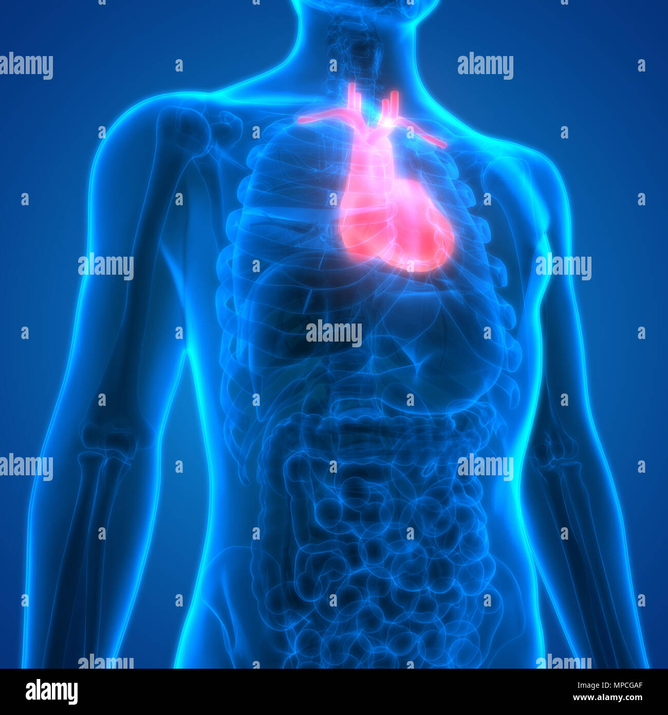 Menschlichen Körper Organe Herz Anatomie Stockfotografie - Alamy