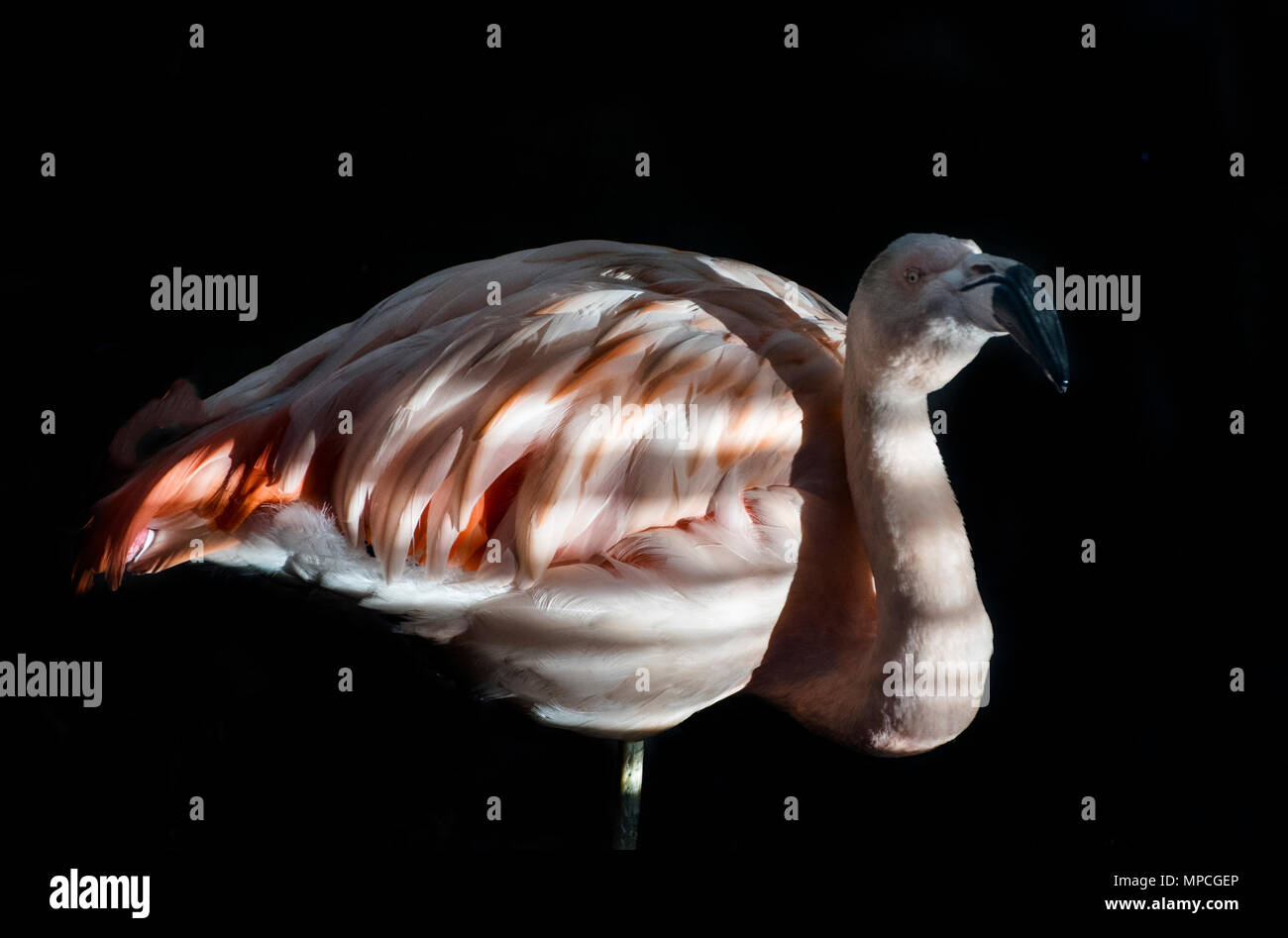 Ein Flamingo in Lattenrost Beleuchtung durch ein Fenster Stockfoto