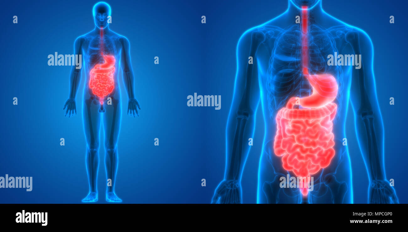 Anatomie der menschlichen Verdauungssystem Stockfoto