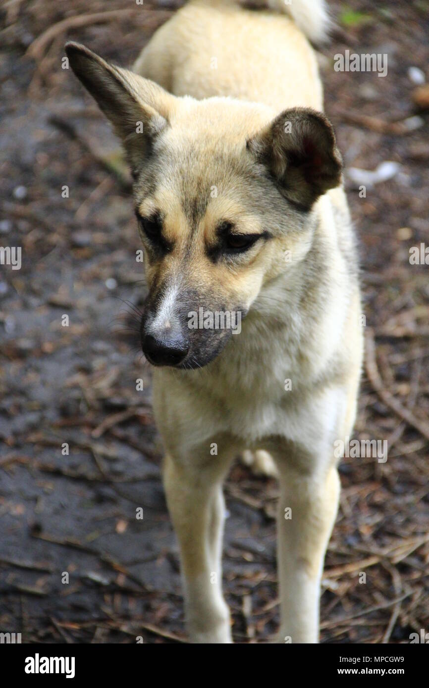 Weiß schön Mongrel steht auf dem Boden. Neugierigen Hund suchen an der Kamera. Obdachlose mongrel Hund warten auf neue Besitzer. Stockfoto