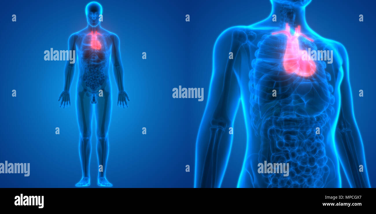Menschlichen Körper Organe Herz Anatomie Stockfotografie - Alamy