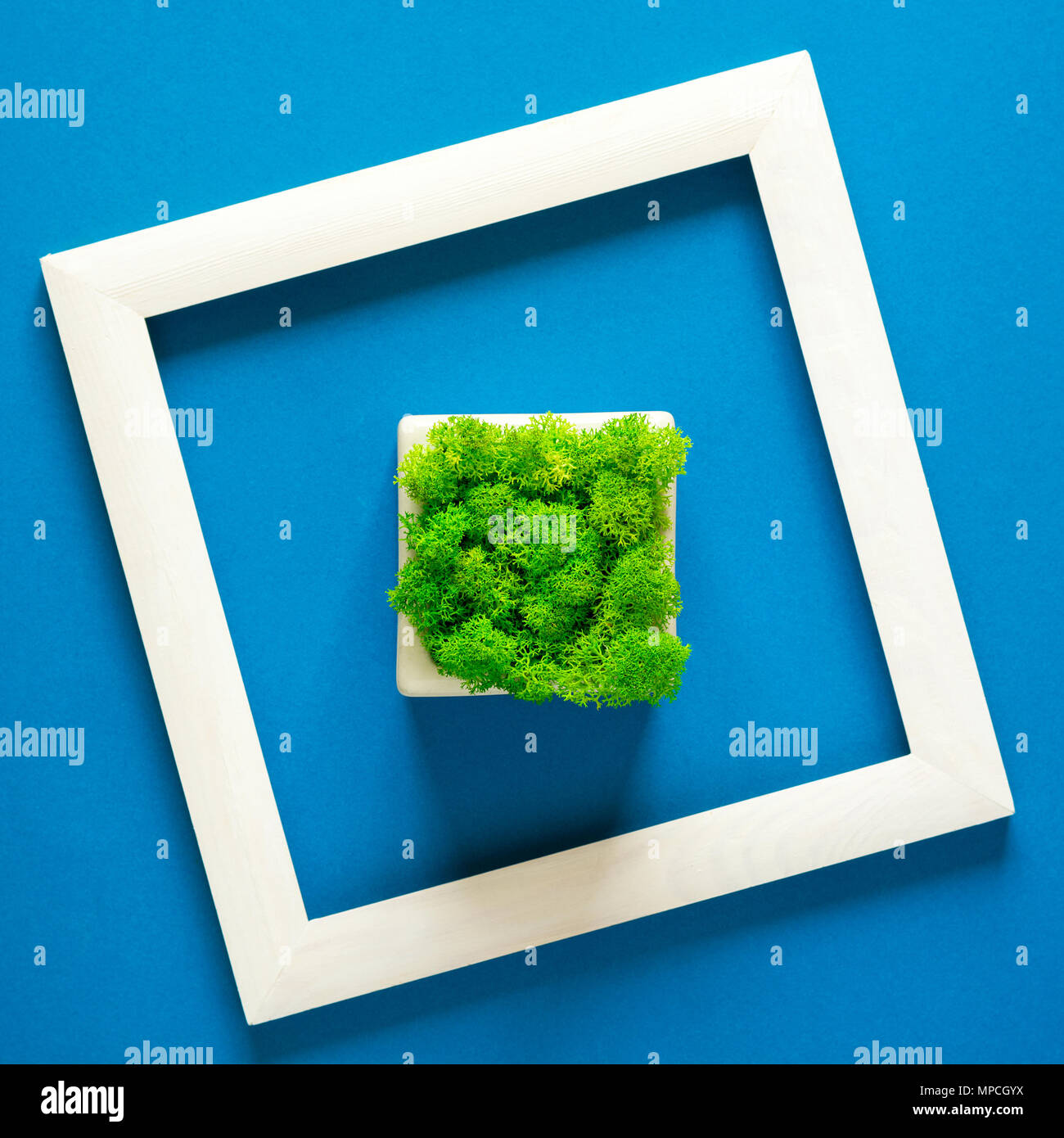 Minimalismus. Meisterwerk in Holzrahmen. Moss im Topf. Ansicht von oben. Flach. Eco-Konzept. Stockfoto