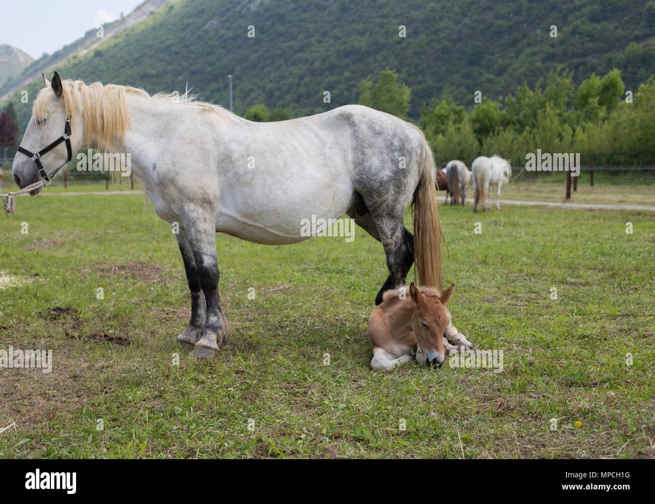 Apfelschimmel - Grey Mare und Sauerampfer Fohlen Stockfoto