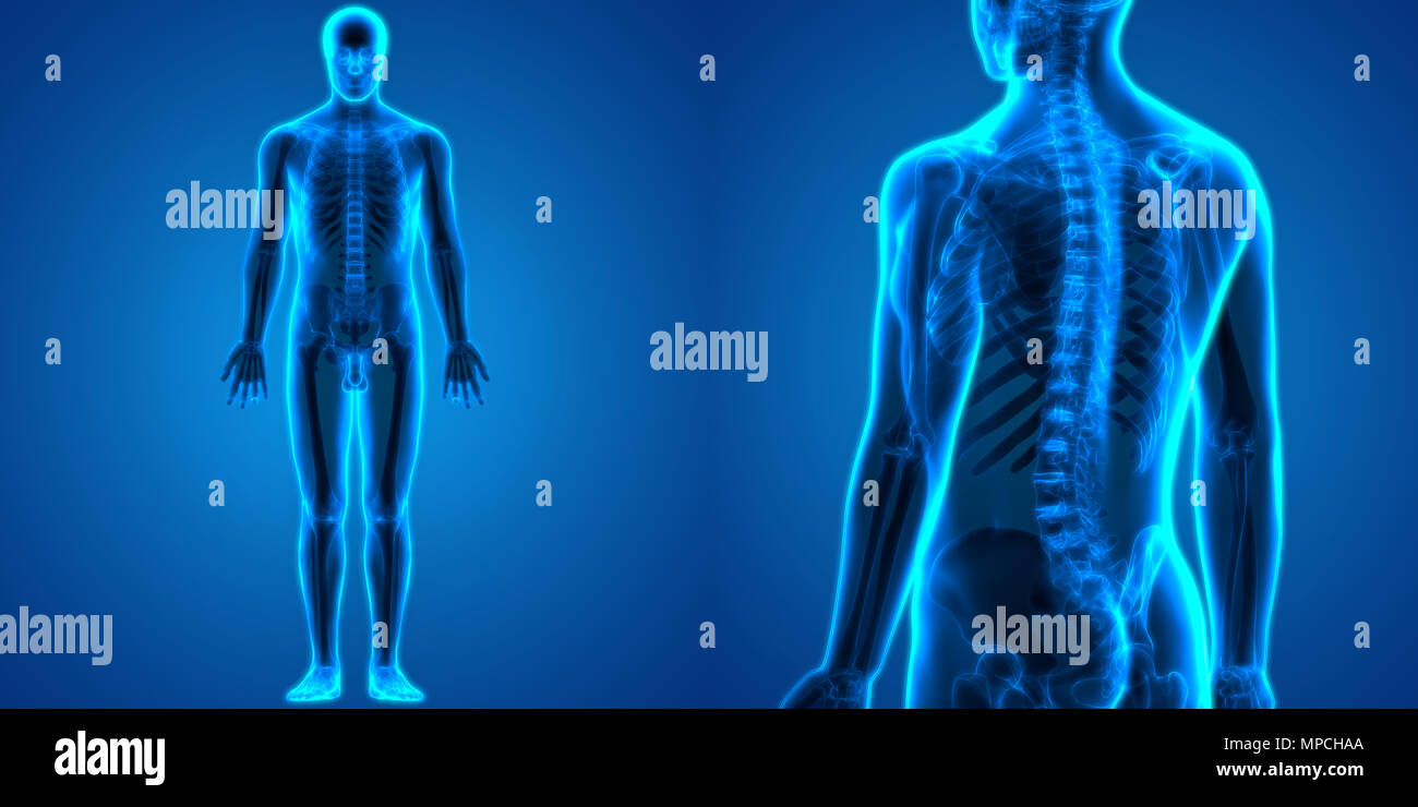 Menschliche Knochen Körper Gelenkschmerzen Anatomie Stockfoto