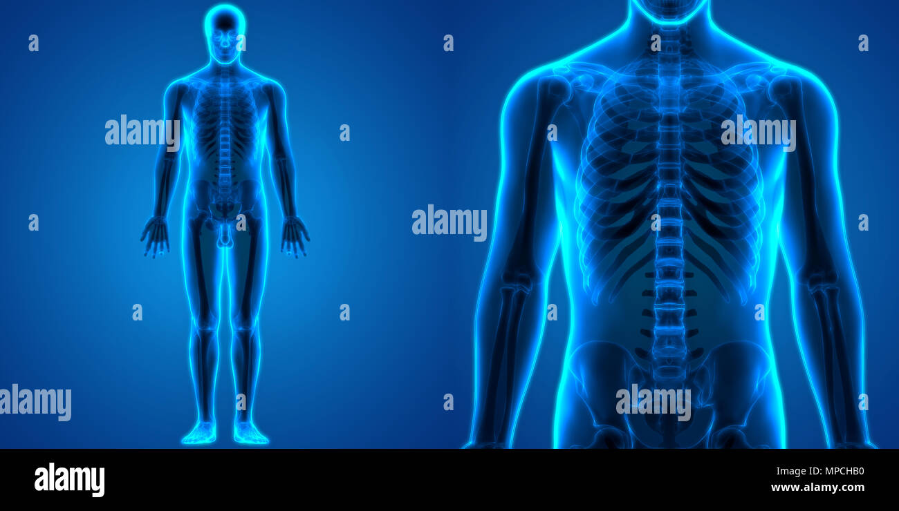 Menschliche Knochen Körper Gelenkschmerzen Anatomie Stockfoto