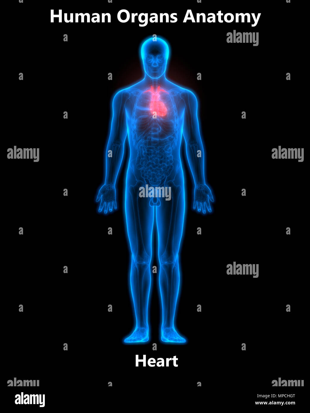Menschlichen Körper Organe Herz Anatomie Stockfotografie - Alamy