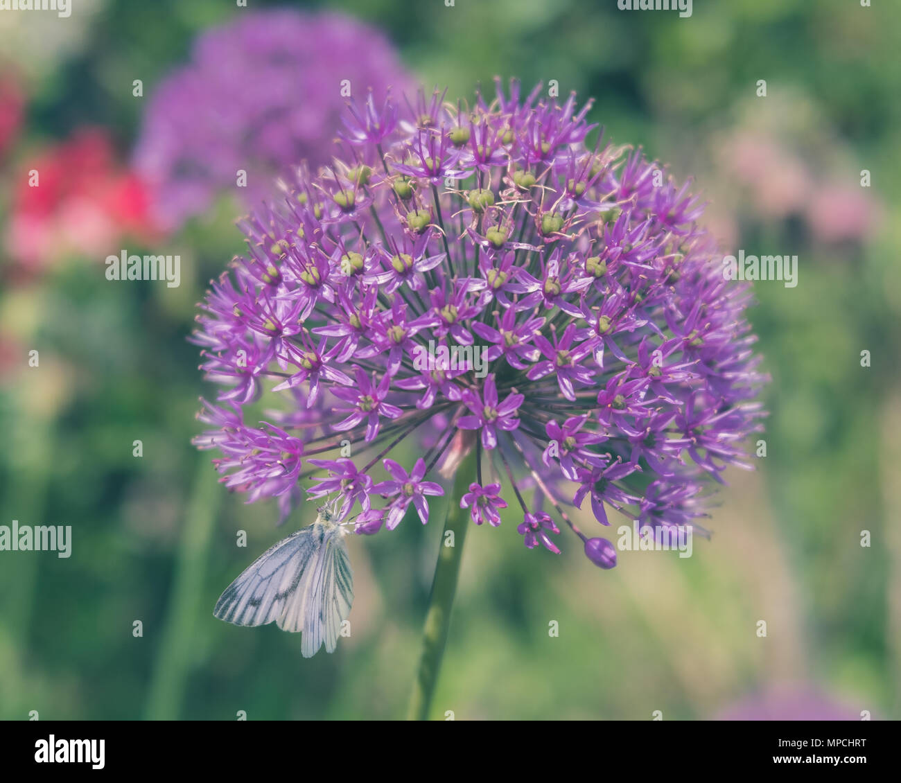 Allium Blume mit Kohlweißling Stockfoto