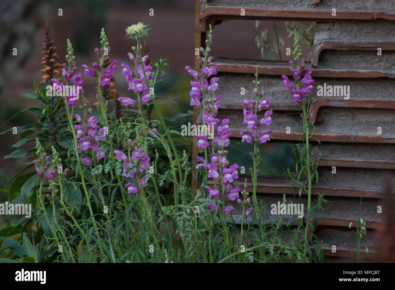 Die M&G Garten. Designer: Sarah Preis. Auftragnehmer: Krokus. Sponsor: M&G Investments Stockfoto