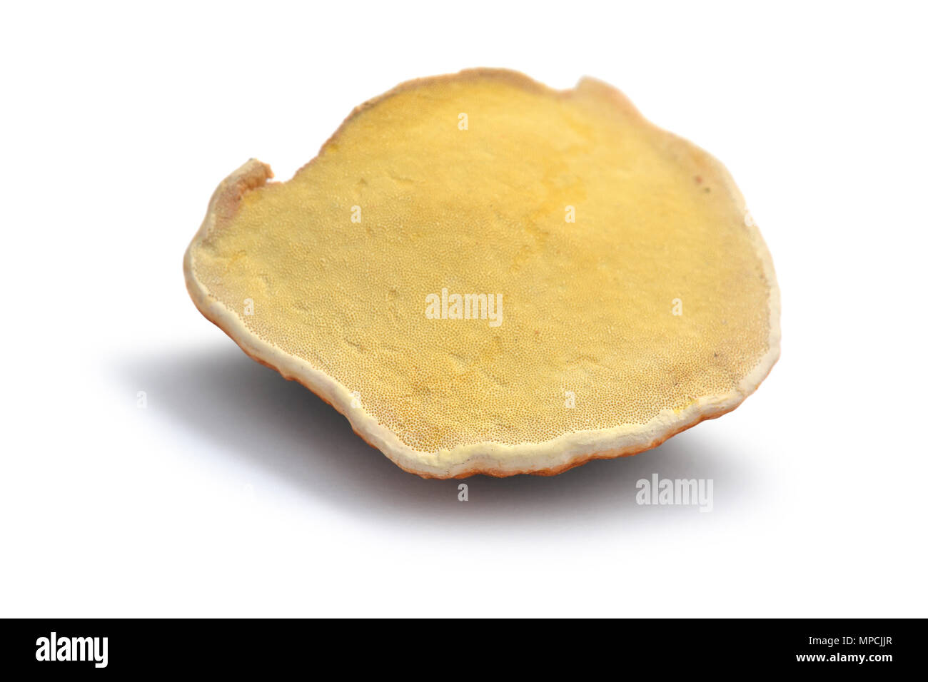 Fomitopsis pinicola Pilz, bekannt als roter Gürtel conk Stockfoto