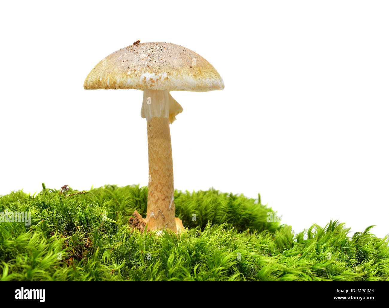 Der tödlich giftigen deathcap, Amanita phalloides Stockfoto