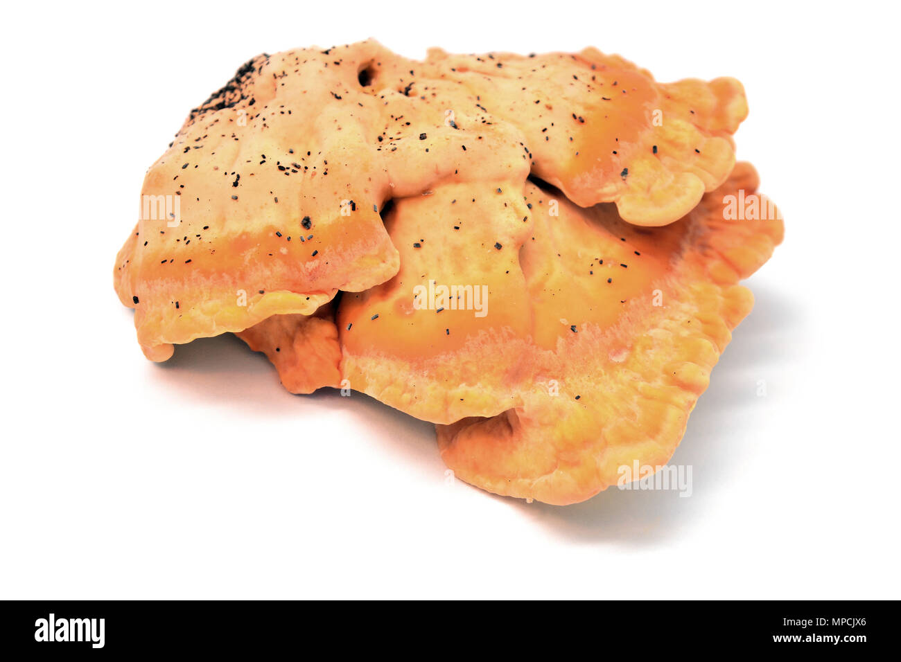 Laetiporus sulfureus Pilz, Krabben - von - die - Holz, Schwefel polypore, Schwefel Regal, Huhn - von - die - Holz Stockfoto