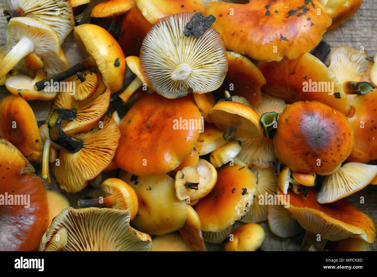 Flammulina velutipes Pilz, auch als enoki und enokitake oder samt Fuß und samt Schaft bekannt Stockfoto