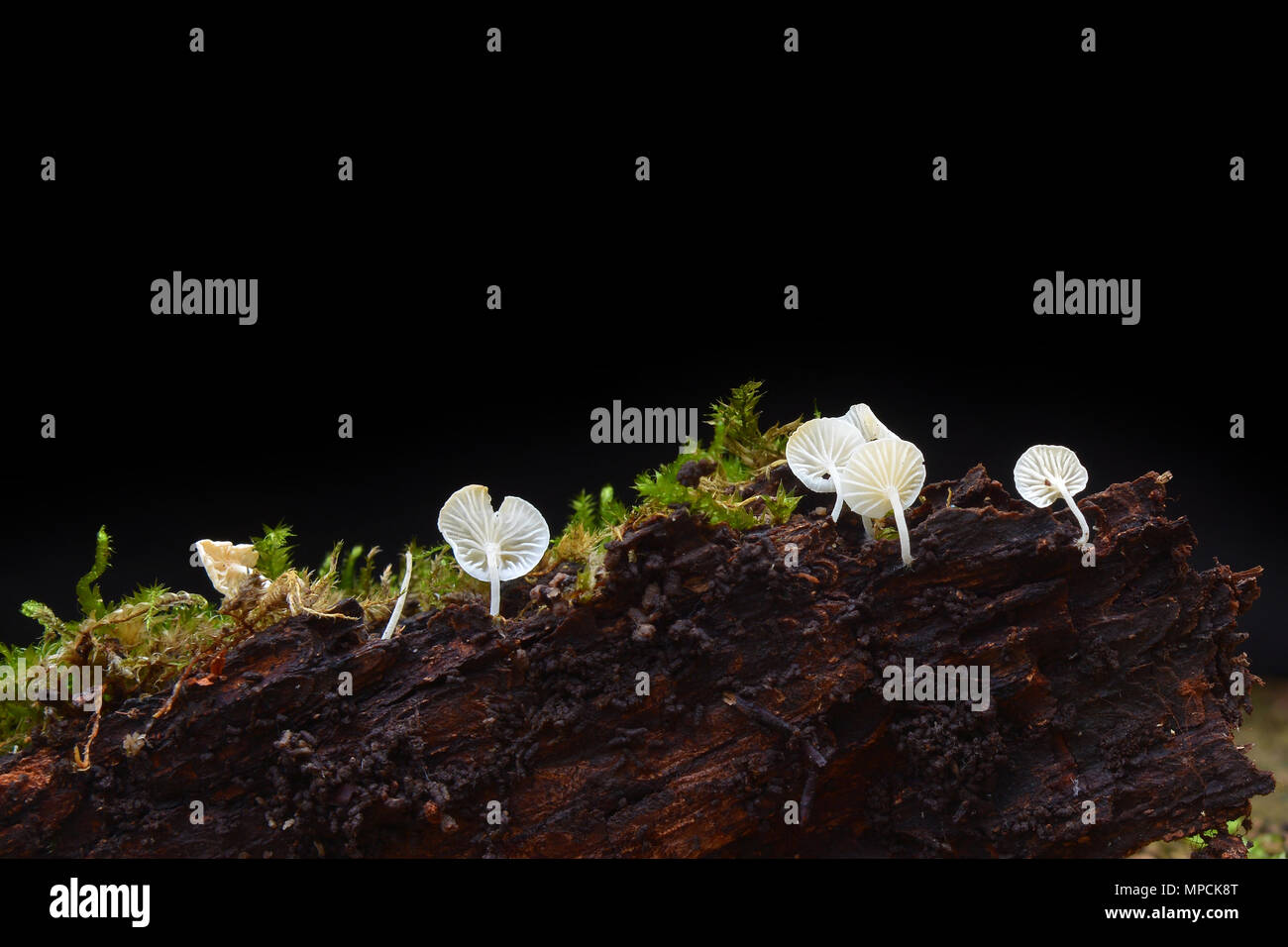 Closeup Schuß von mycena alba Pilze Stockfoto