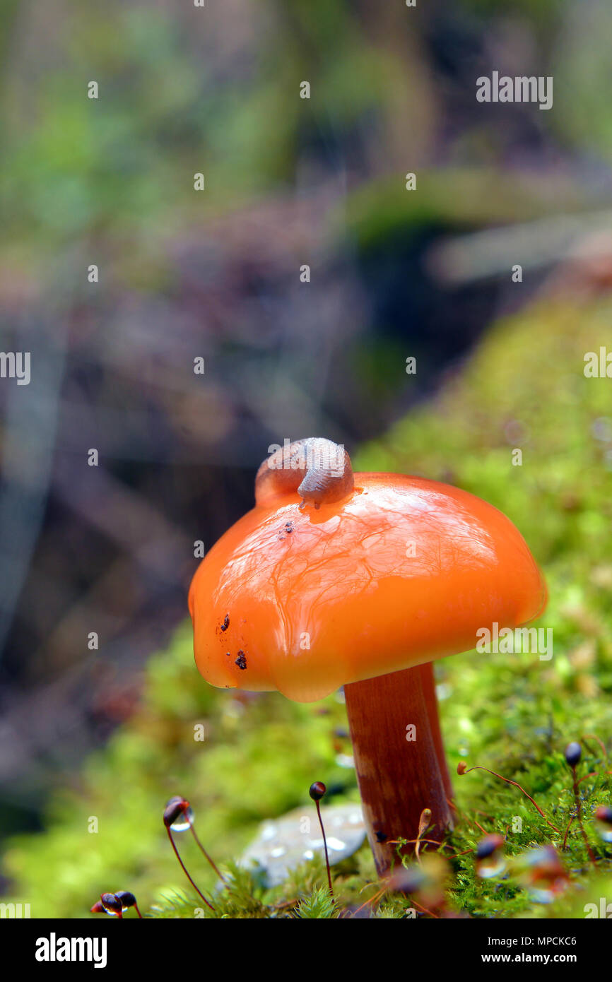 Flammulina velutipes Pilz, auch als enoki und enokitake oder samt Fuß und samt Schaft bekannt Stockfoto