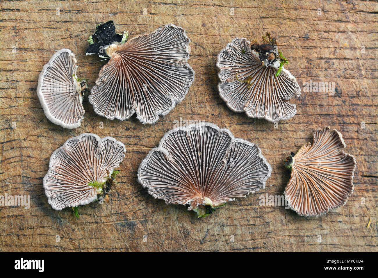 Schizophyllum commune Pilz auf Holz, merulius communis Stockfoto