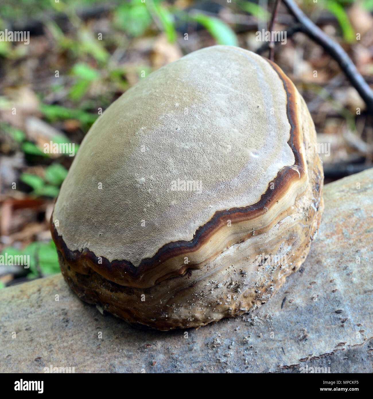 Fomes fomentarius Pilz auf Holz Stockfoto