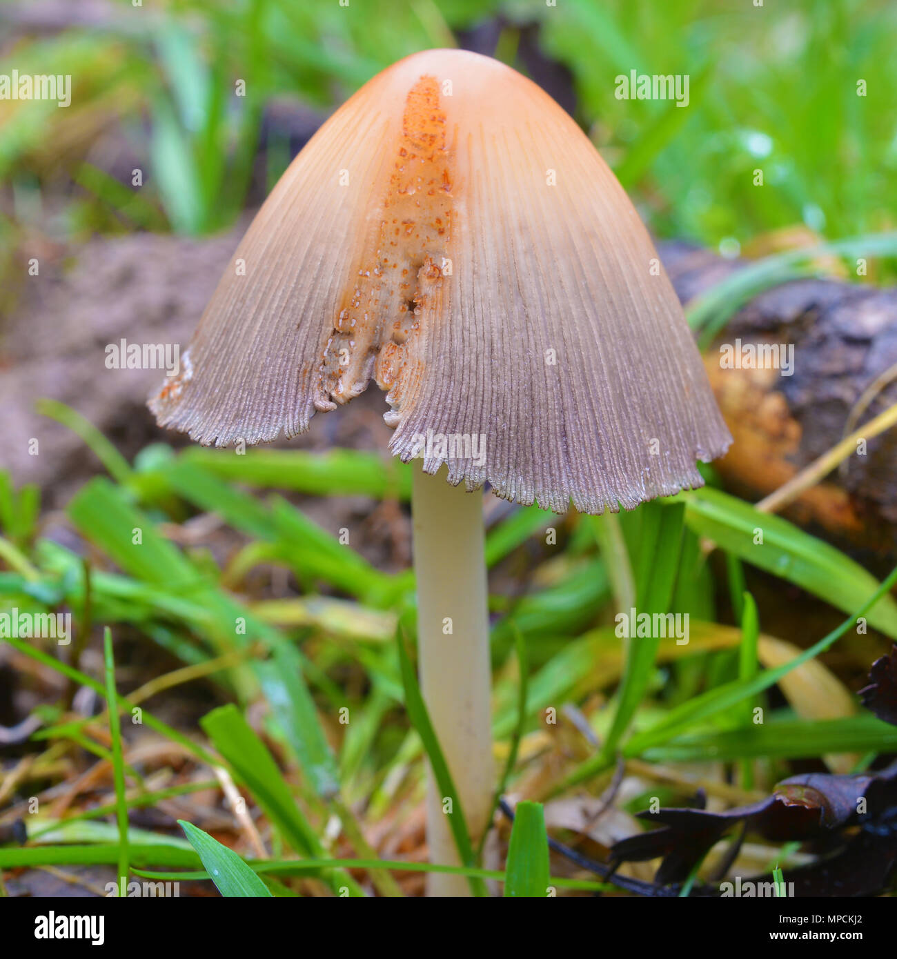 Coprinellus bisporiger Pilze im Garten Stockfoto