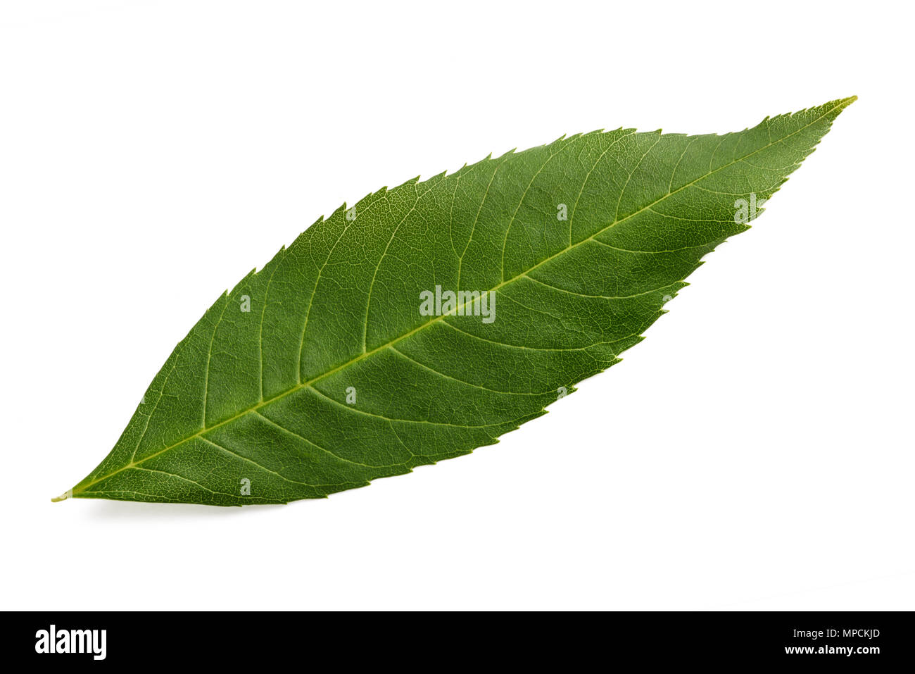 Grüne Asche Blatt isoliert auf weißem Stockfoto Grüne Asche Blatt isoliert auf weißem Stockfoto
