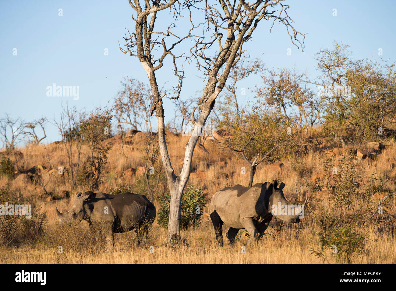 Welgevonden Game Reserve ist eine 38.200 ha finden in der Limpopo Provinz in Südafrika. Stockfoto