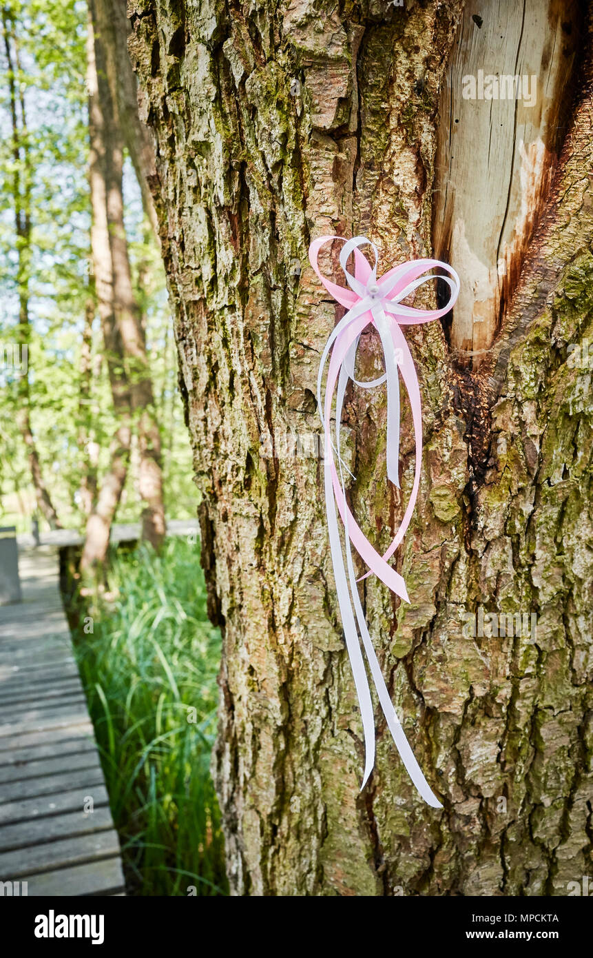 Weiß und rosa Band auf einem Baum in einem Park, Bewußtsein Symbol, selektive konzentrieren. Stockfoto