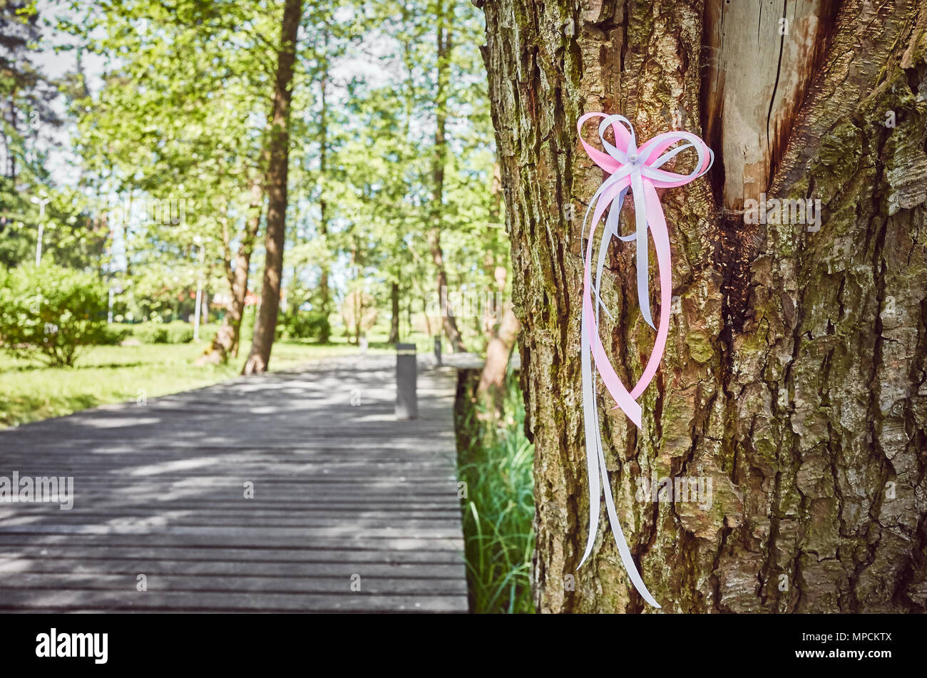 Weiß und rosa Band auf einem Baum in einem Park, Bewußtsein Symbol, selektive konzentrieren. Stockfoto