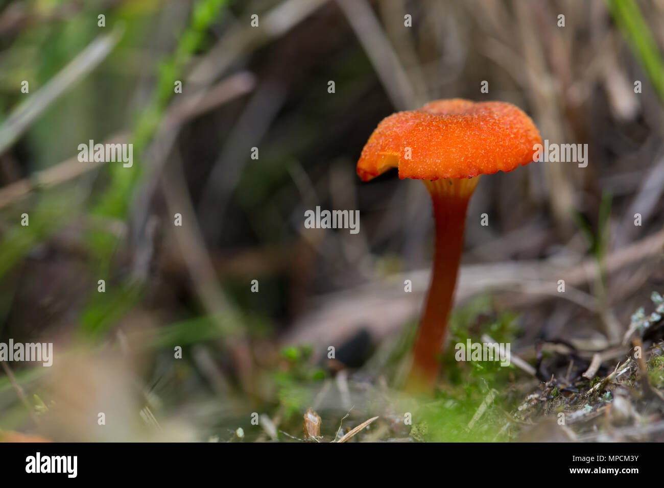 Becher waxcap Stockfoto