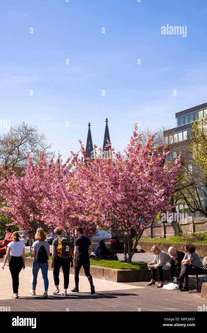 Deutschland, Köln, blühende Kirschbäume am Rhein im Stadtteil Altstadt-Nord, die Türme der Kathedrale. Deutschland, Koe Stockfoto