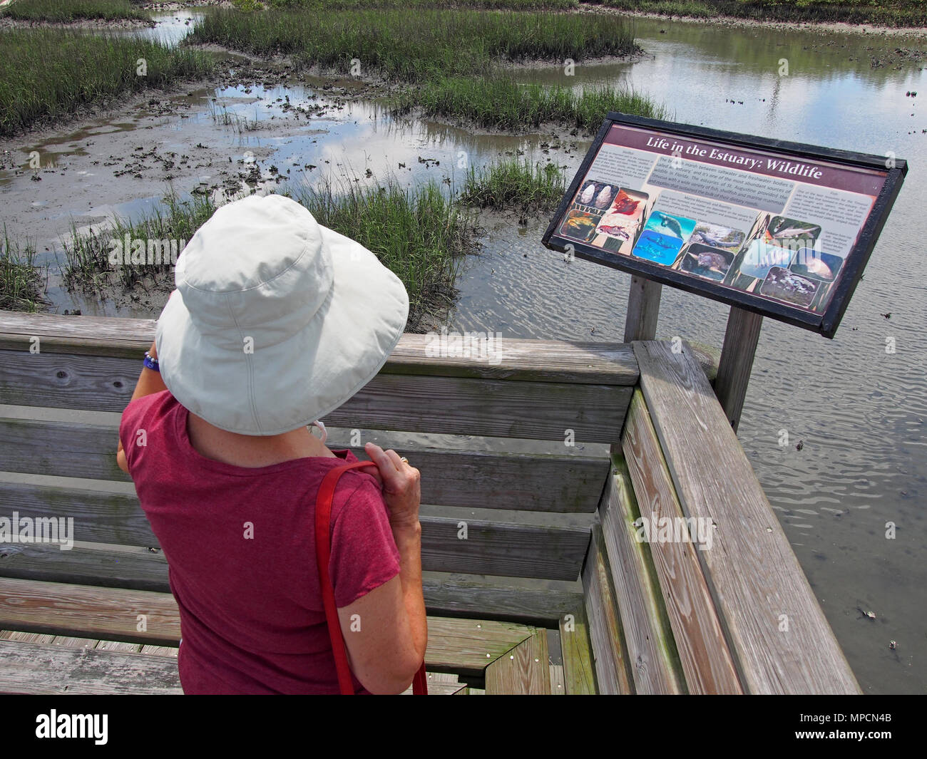 Touristische lernt über den Matanzas River Estuary in St. Augustine, Florida, USA, 2018, © katharine Andriotis Stockfoto