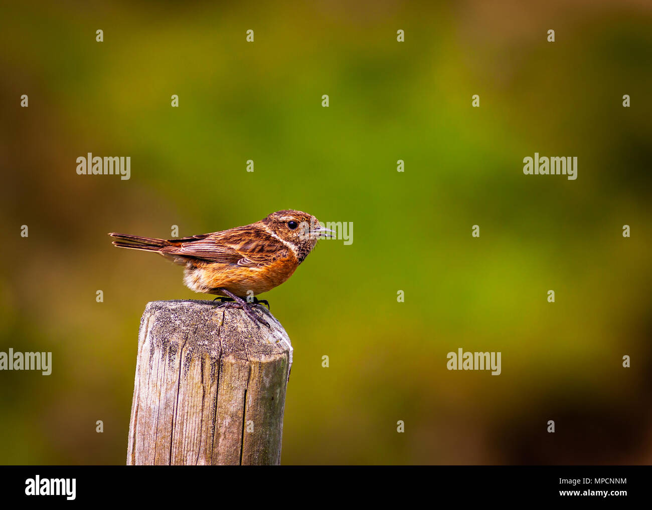 Weibliche Schwarzkehlchen sitzen auf einem zaunpfosten Stockfoto