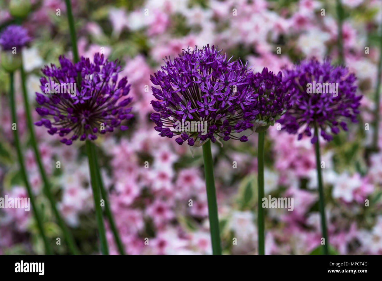 . Allium hollandicum Lila. Niederländische Knoblauch. Stockfoto