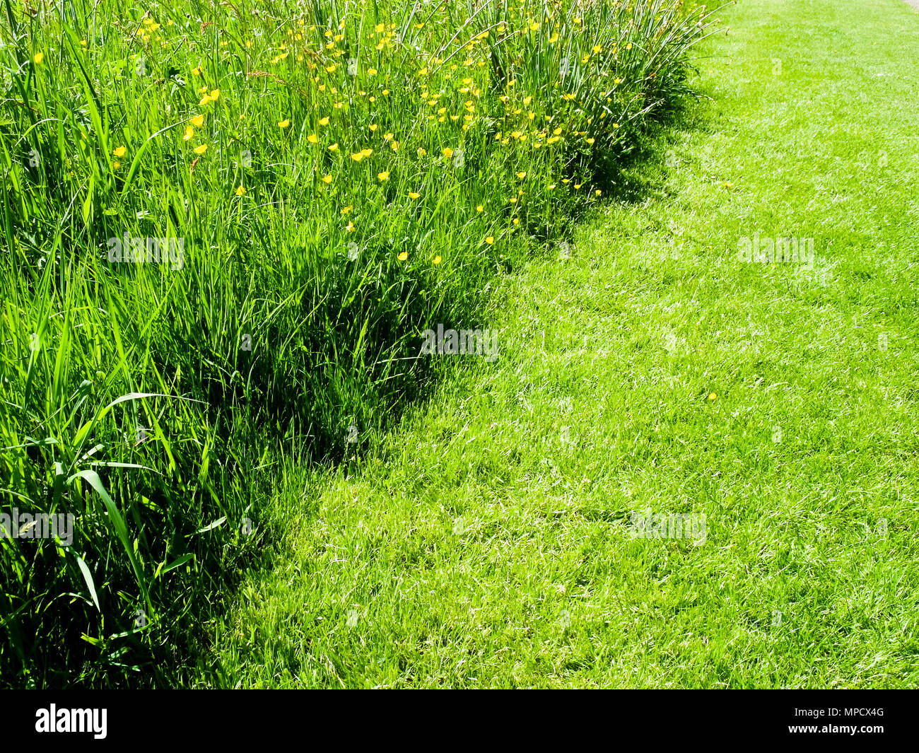 Kontrast der gemähten Gras neben wilde Wiese von ungeschnittenem Gras. Stockfoto