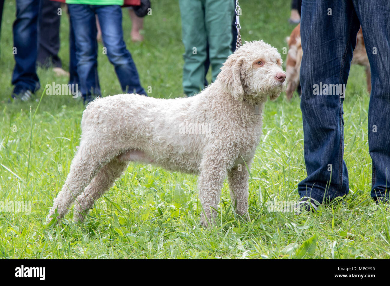 Weißer Hund Rasse Lagotto Romagnolo für Trüffeln zu suchen Stockfoto