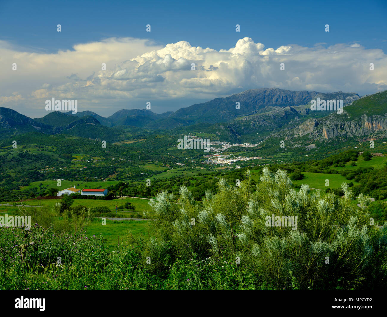 Blick vom Mirador de la Vibora Mojan, innerhalb des Parque Natural de la Sierra de Grazalema, Andalusien, Spanien Stockfoto