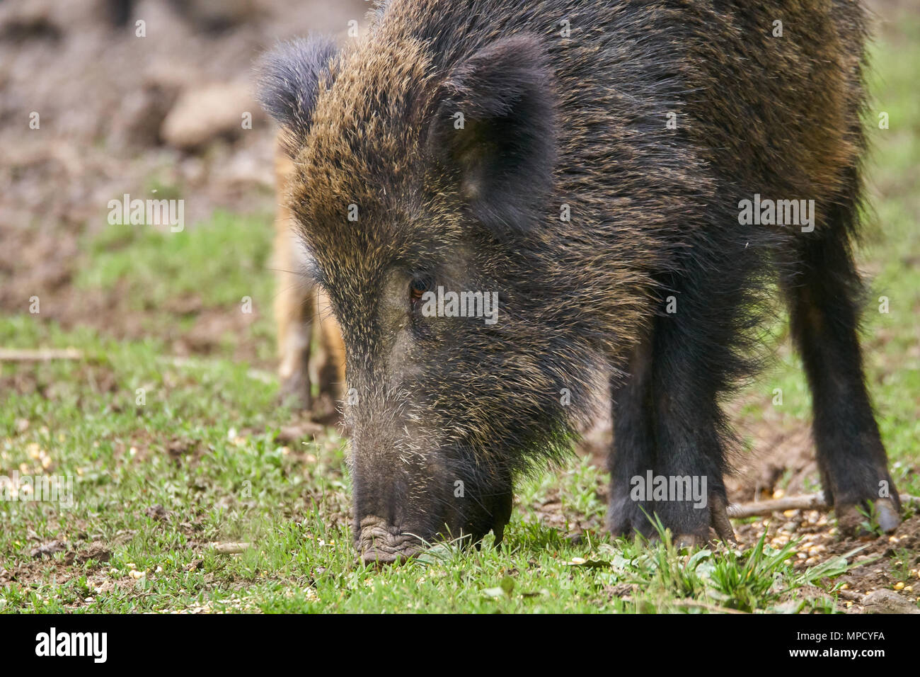 Der schwarzwildpopulation, Sau und Ferkel wühlen für Essen Stockfoto
