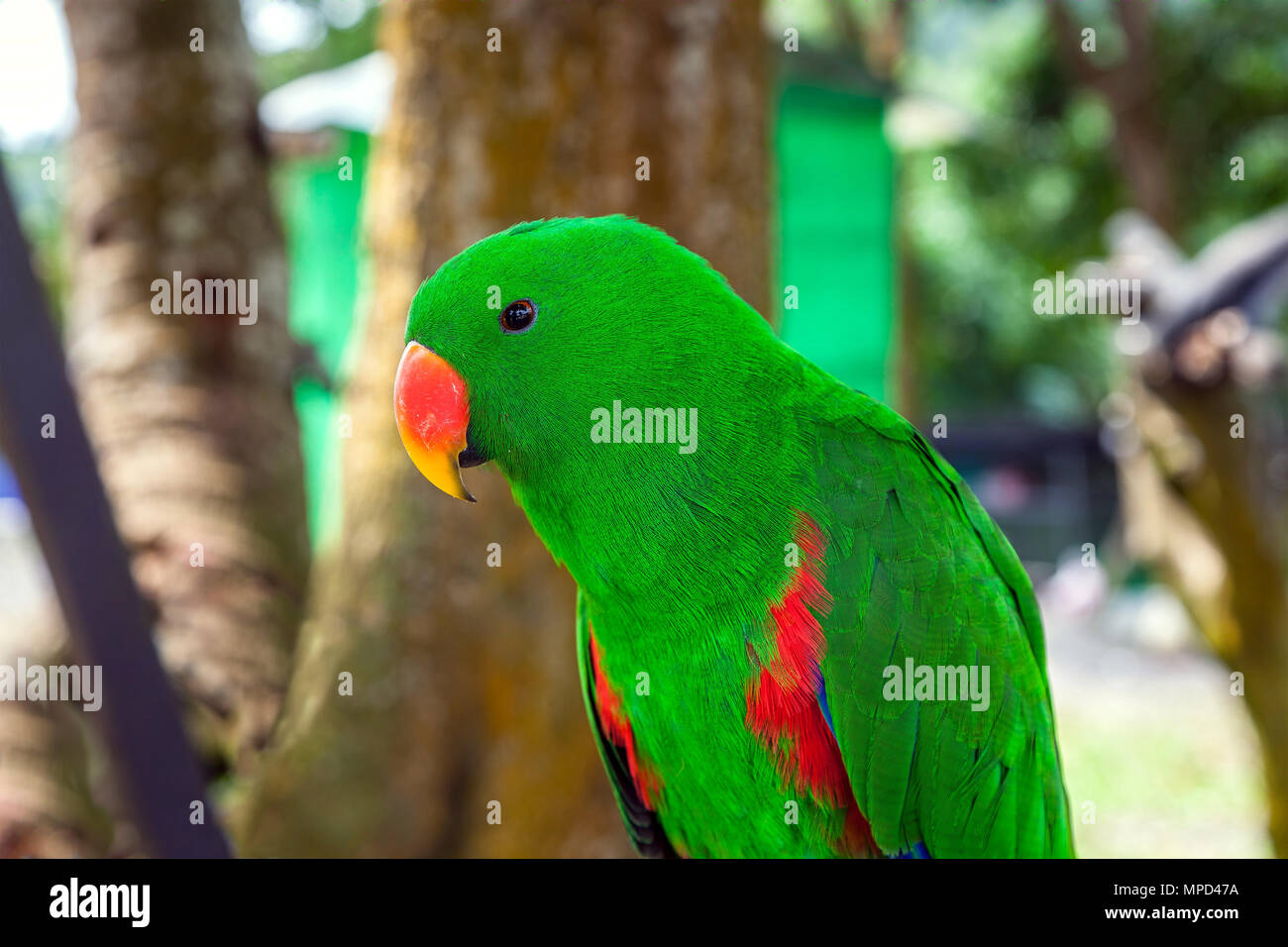 Grüner Papagei Stockfoto