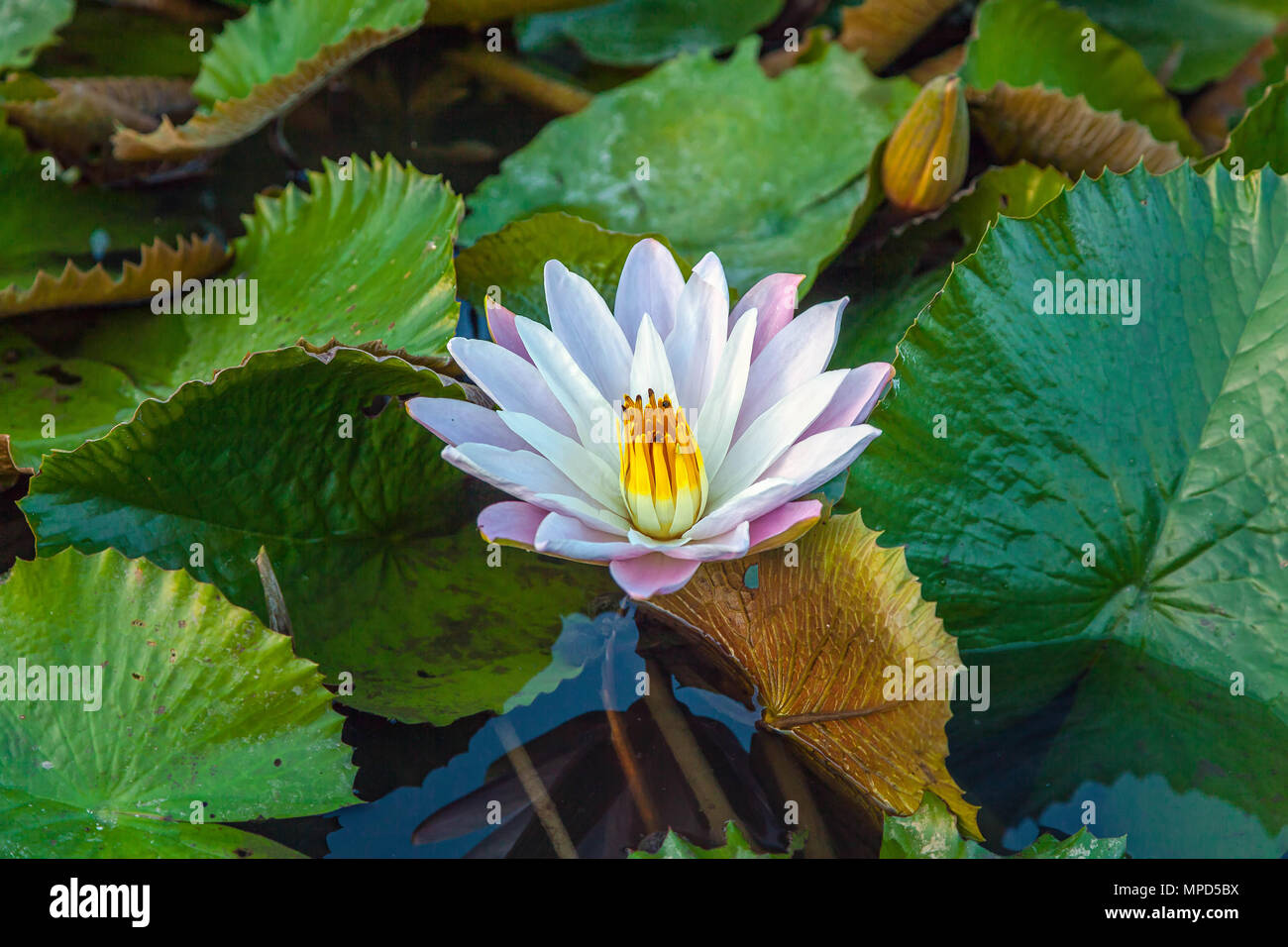 Blühende lotus Stockfoto