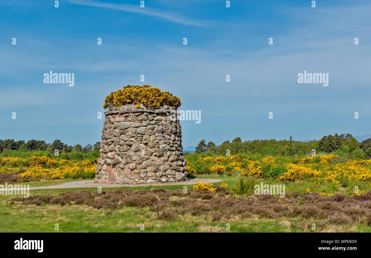 Das Schlachtfeld von Culloden ODER MOOR INVERNESS SCHOTTLAND DAS MEMORIAL CAIRN abgedeckt und durch gelbe Ginster im Frühjahr umgeben Stockfoto