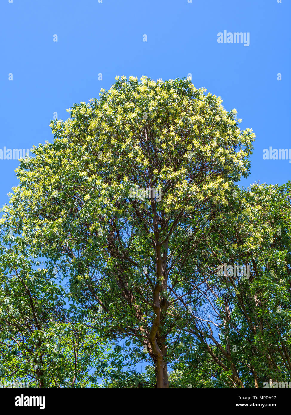 Arbutus Baum in Blüte, Hornby Island, BC, Kanada. Stockfoto