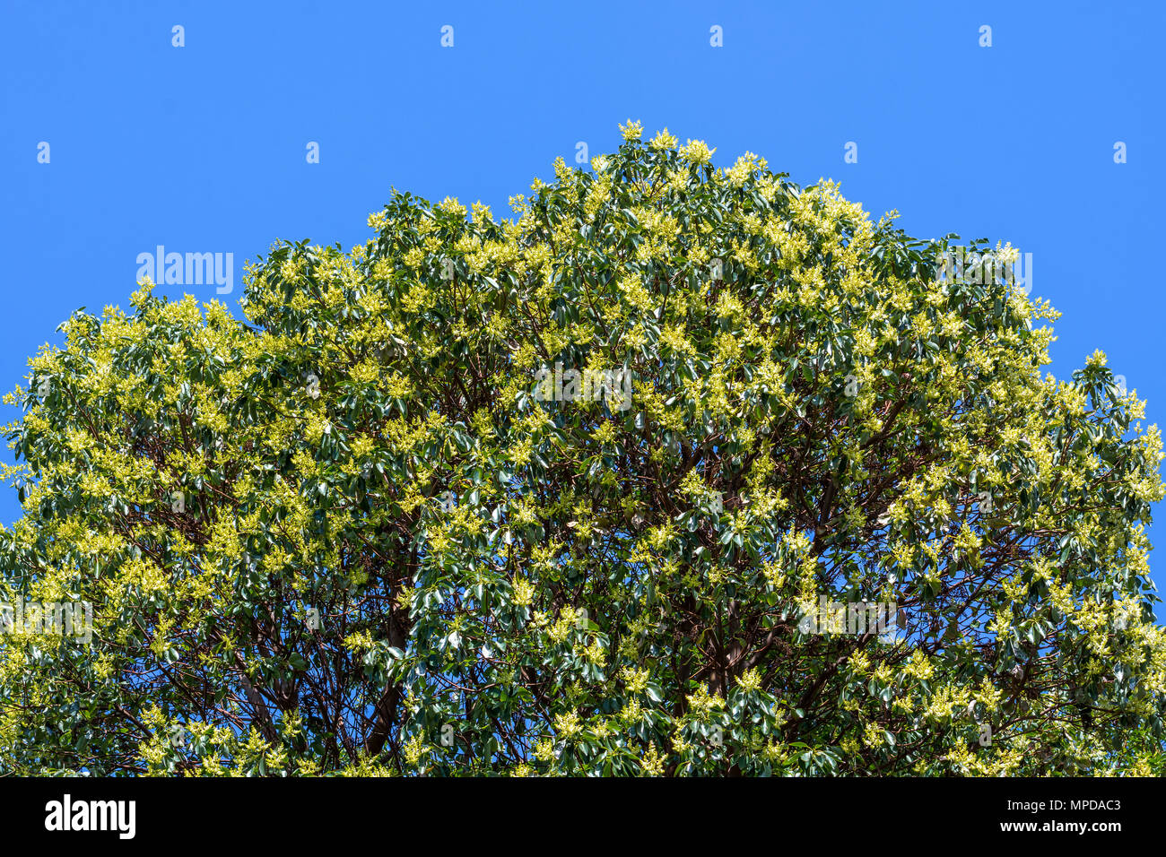 Arbutus Baum in Blüte, Hornby Island, BC, Kanada. Stockfoto