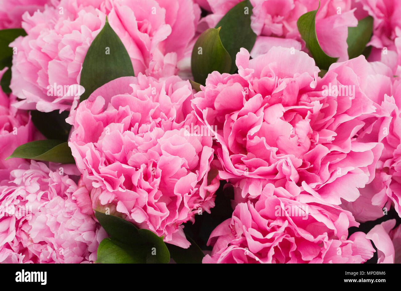 Paeonia lactiflora 'r Alexander Fleming' Blumen. Stockfoto